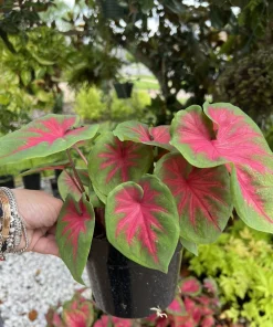Caladium Live Plant with Pot - Fancy Leaf Elephant Ear Tropical Houseplant - Image 1