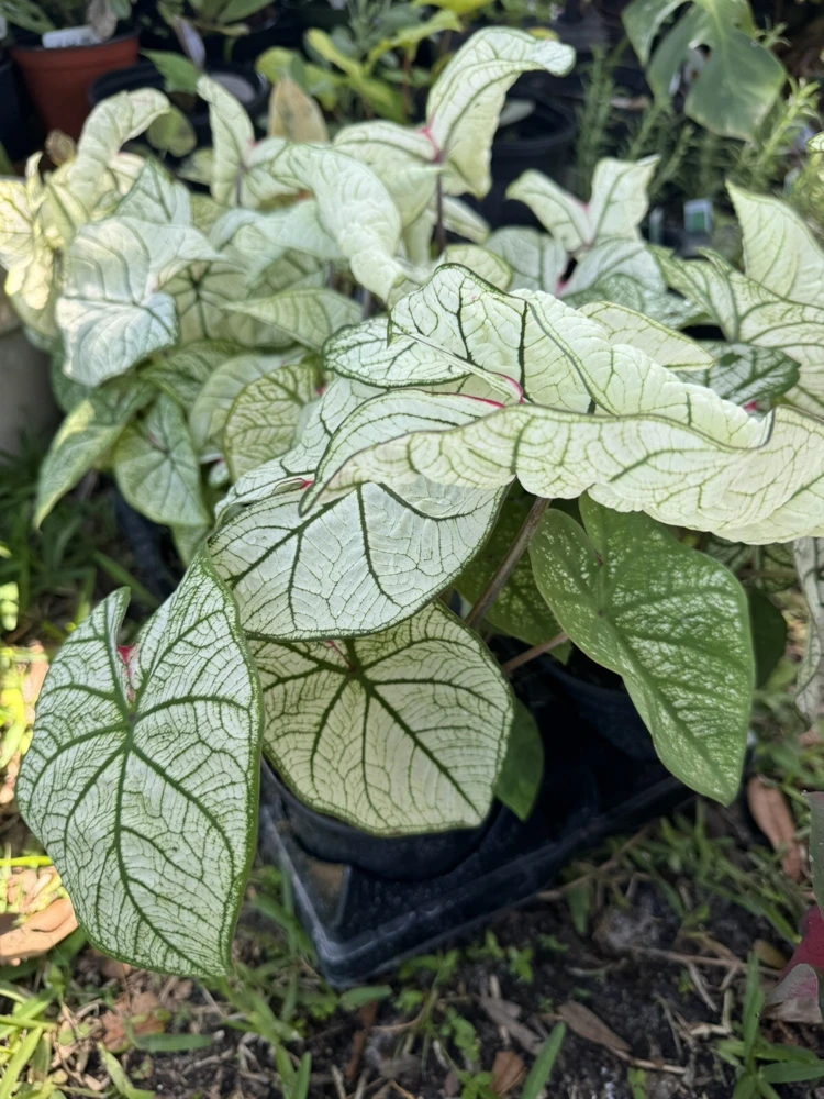 Caladium Live Plants – Full & Vibrant Foliage – Potted Houseplant - Image 1