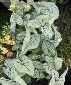 Caladium Live Plants – Full & Vibrant Foliage – Potted Houseplant - Image 2