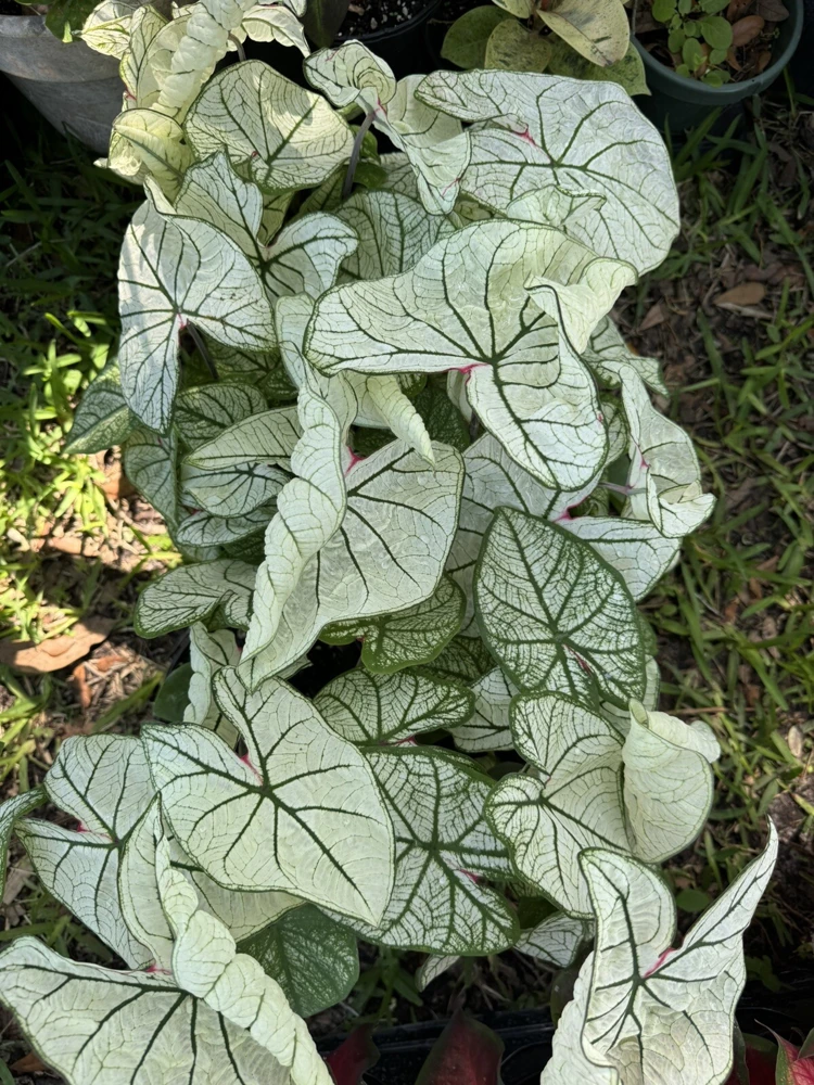 Caladium Live Plants – Full & Vibrant Foliage – Potted Houseplant - Image 2