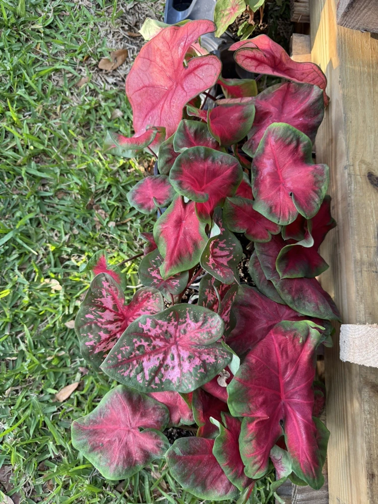 Caladium Live Plants in Pot - Colorful Foliage for Indoor & Outdoor - Image 1