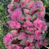 Caladium Plant - Live Tropical Foliage Houseplant - Image 1