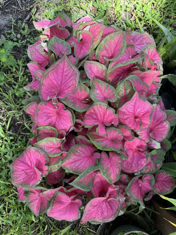 Caladium Plant - Live Tropical Foliage Houseplant - Image 1