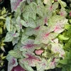 caladium plants full - Image 1