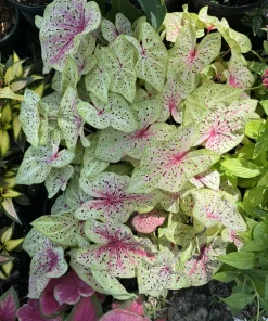 caladium plants full - Image 1