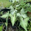 Caladium Sweet Jungle Live Plant - Vibrant Pink & Green Foliage - Indoor/Outdoor - Image 1
