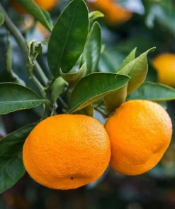 Calamondin (Calamansi) Live Plant – 2-5 Inch Potted Citrus Tree – Indoor/Outdoor - Image 3
