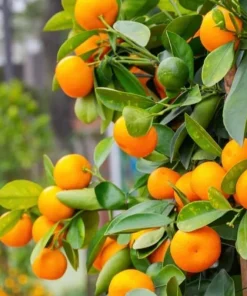 Calamondin (Calamansi) Live Plant – 2-5 Inch Potted Citrus Tree – Indoor/Outdoor - Image 4
