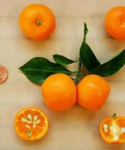 Calamondin (Calamansi) Live Plant – 2-5 Inch Potted Citrus Tree – Indoor/Outdoor - Image 5
