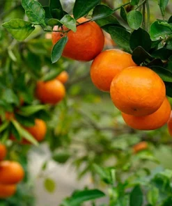 Calamondin (Calamansi) Live Plant – 2-5 Inch Potted Citrus Tree – Indoor/Outdoor - Image 6