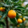 Calamondin (Calamansi) Live Plant – 2-5 Inch Potted Citrus Tree – Indoor/Outdoor - Image 1