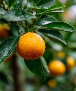 Calamondin (Calamansi) Live Plant – 2-5 Inch Potted Citrus Tree – Indoor/Outdoor - Image 1