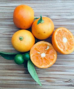 Calamondin (Calamansi) Live Plant – 2-5 Inch Potted Citrus Tree – Indoor/Outdoor - Image 7