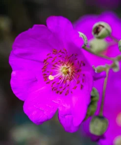 Calandrinia Umbellata 'Ruby Tuesday' Rock Purslane Seeds - 50 Magenta Flower Seeds - Image 2
