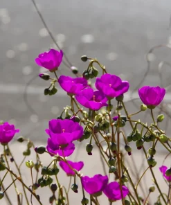 Calandrinia Umbellata 'Ruby Tuesday' Rock Purslane Seeds - 50 Magenta Flower Seeds - Image 3