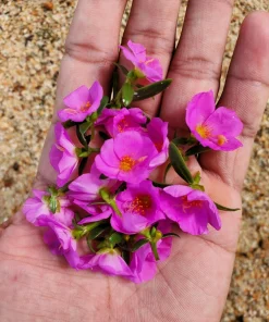 Calandrinia Umbellata 'Ruby Tuesday' Rock Purslane Seeds - 50 Magenta Flower Seeds - Image 4