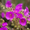 Calandrinia Umbellata 'Ruby Tuesday' Rock Purslane Seeds - 50 Magenta Flower Seeds - Image 1