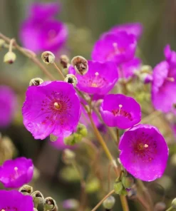 Calandrinia Umbellata 'Ruby Tuesday' Rock Purslane Seeds - 50 Magenta Flower Seeds - Image 1