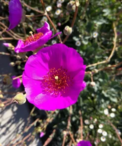 Calandrinia Umbellata 'Ruby Tuesday' Rock Purslane Seeds - 50 Magenta Flower Seeds - Image 5