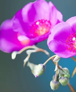 Calandrinia Umbellata 'Ruby Tuesday' Rock Purslane Seeds - 50 Magenta Flower Seeds - Image 6