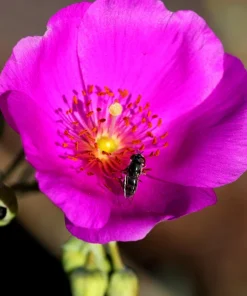Calandrinia Umbellata 'Ruby Tuesday' Rock Purslane Seeds - 50 Magenta Flower Seeds - Image 7