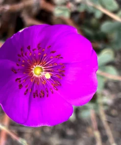 Calandrinia Umbellata 'Ruby Tuesday' Rock Purslane Seeds - 50 Magenta Flower Seeds - Image 8