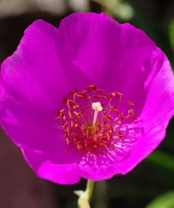 Calandrinia Umbellata 'Ruby Tuesday' Rock Purslane Seeds - 50 Magenta Flower Seeds - Image 9