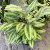 Calathea 'Beauty Star' (also known as Goeppertia ornata 'Beauty Star' Plant - Image 1