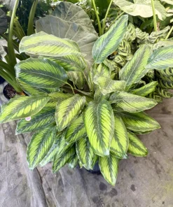 Calathea Beauty Star Live Plant - Goeppertia Ornata Prayer Plant Houseplant - Image 1