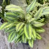 Calathea Beauty Star Live Plant - Goeppertia ornata Indoor Houseplant - Image 1