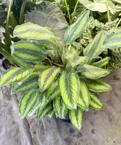 Calathea Beauty Star Live Plant - Goeppertia ornata Indoor Houseplant - Image 1