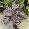 Calathea Dottie Live Plant – Striking Purple & Green Foliage Houseplant - Image 1