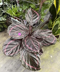 Calathea Dottie Live Plant – Striking Purple & Green Foliage Houseplant - Image 1