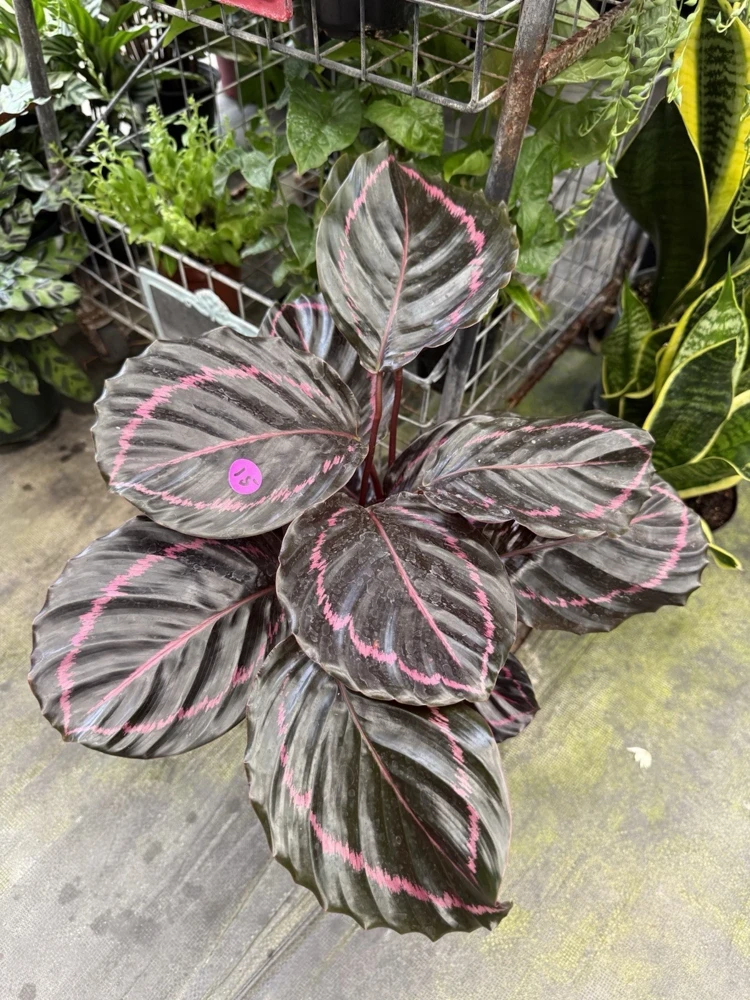 Calathea Dottie Live Plant – Striking Purple & Green Foliage Houseplant - Image 1