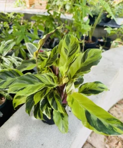 Calathea Fusion Yellow Live Plant – Vibrant Yellow & Green Foliage – Indoor - Image 2