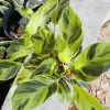 Calathea Fusion Yellow Live Plant – Vibrant Yellow & Green Foliage – Indoor - Image 1