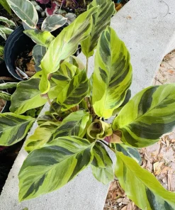 Calathea Fusion Yellow Live Plant – Vibrant Yellow & Green Foliage – Indoor - Image 1