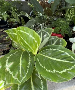 Calathea Green Goddess Roseopicta Live Plant – Prayer Plant, Indoor Houseplant - Image 2