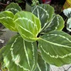 Calathea Green Goddess Roseopicta Live Plant – Prayer Plant, Indoor Houseplant - Image 1