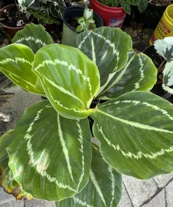 Calathea Green Goddess Roseopicta Live Plant – Prayer Plant, Indoor Houseplant - Image 1
