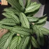 Calathea Live Plant – Large Size – Potted Houseplant in Vase - Image 1