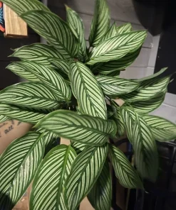 Calathea Live Plant – Large Size – Potted Houseplant in Vase - Image 1