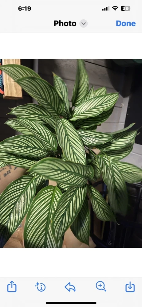 Calathea Live Plant – Large Size – Potted Houseplant in Vase - Image 1