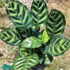 calathea Makoyana - Image 1