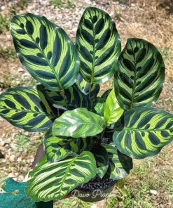 calathea Makoyana - Image 1