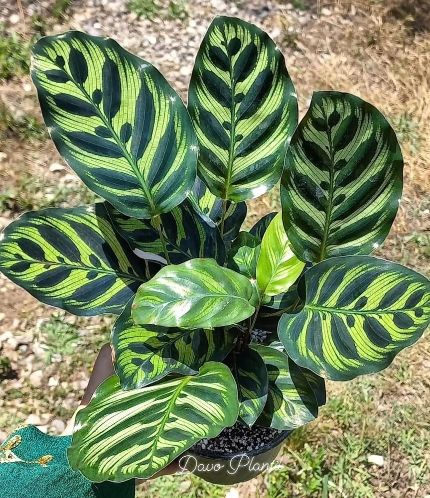 calathea Makoyana - Image 1