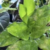 Calathea Musaica Live Plant - Network Prayer Plant - Tropical Houseplant - Image 1