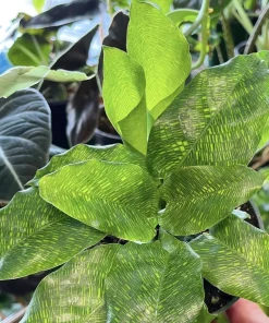 Calathea Musaica Live Plant - Network Prayer Plant - Tropical Houseplant - Image 1