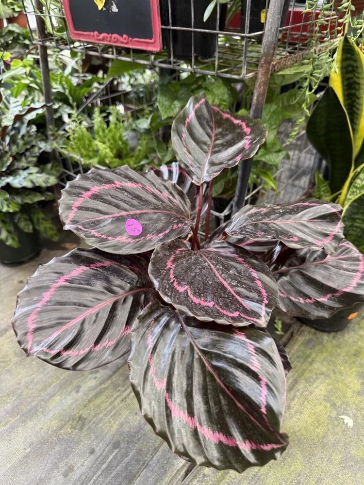 Calathea Prayer Plant Live Houseplant – Vibrant Foliage Indoor Decor - Image 3