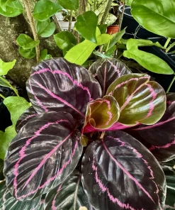 Calathea Prayer Plant Live Houseplant – Vibrant Foliage Indoor Decor - Image 4